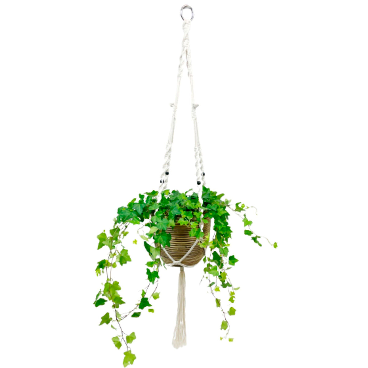 Hedera 'Pittsburgh' with brown hanging basket