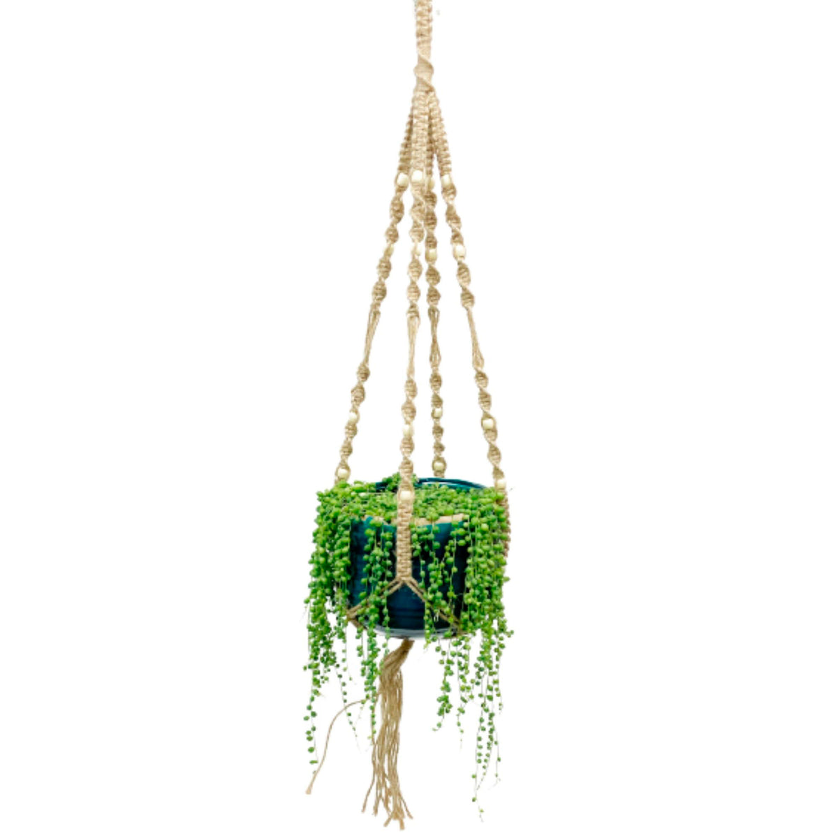 Pea plant Senecio rowleyanus with blue hanging pot