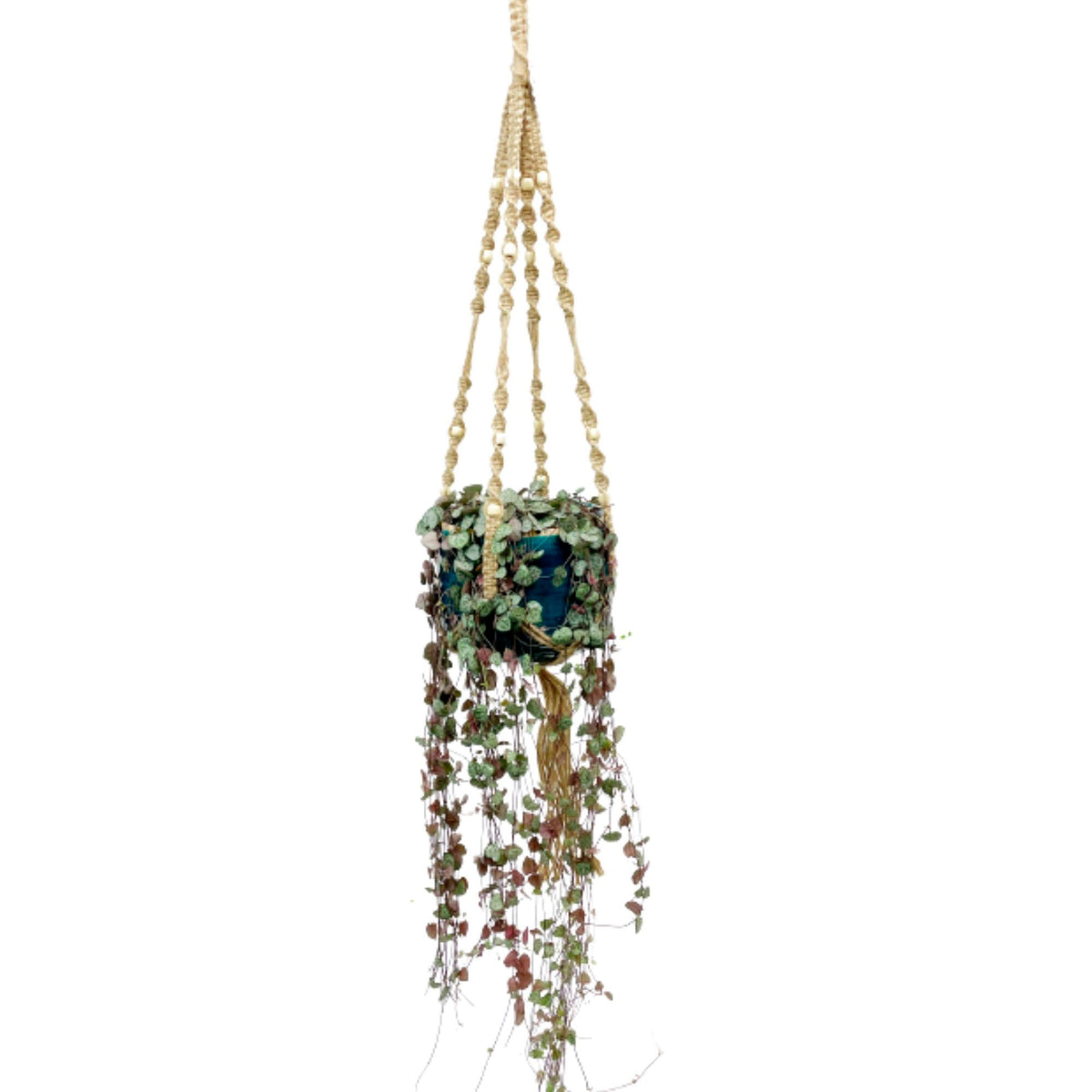Chain of hearts Ceropegia woodii incl. blue hanging pot - Hanging plant