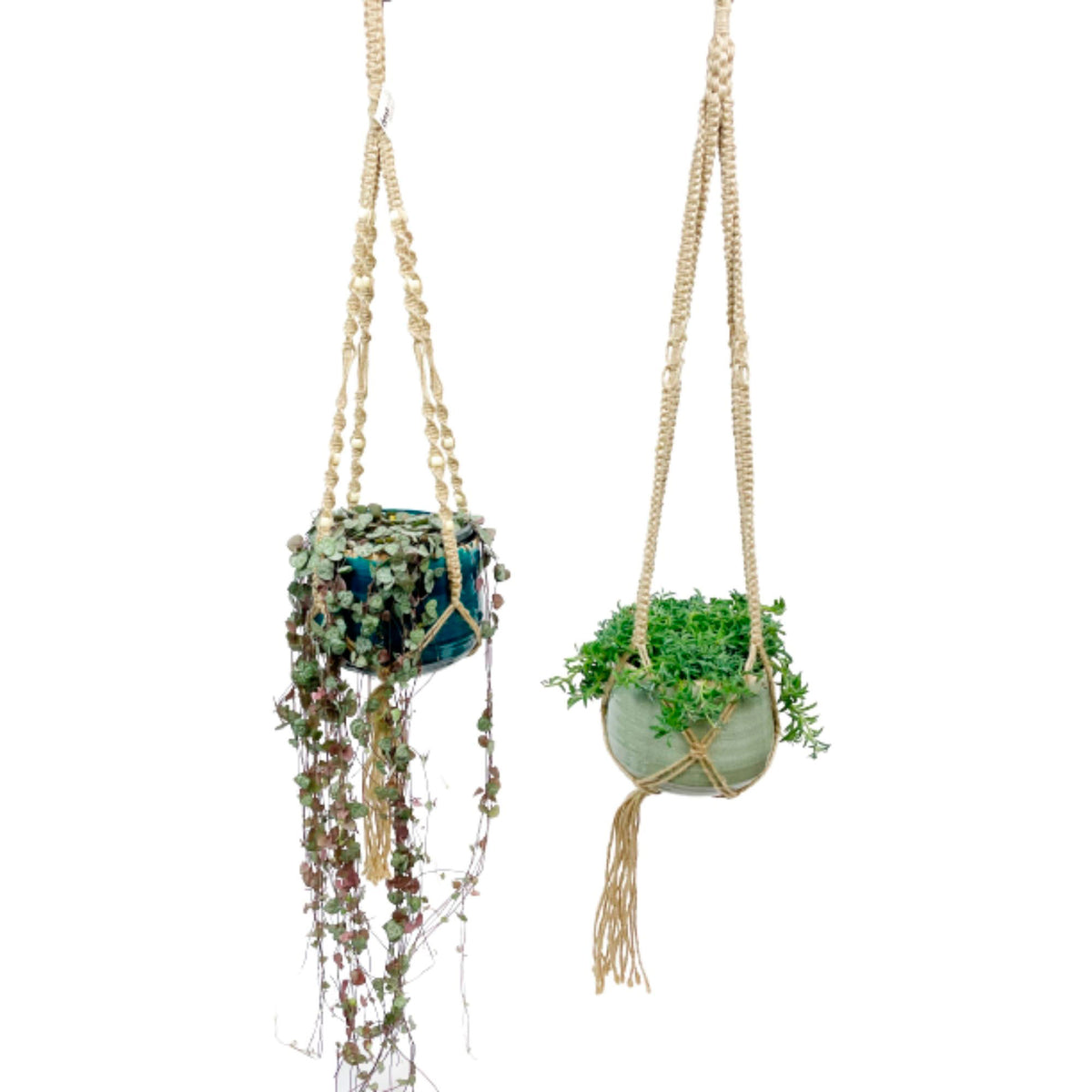 Grey String of dolphins with mint-coloured hanging pot & Chain of hearts with blue hanging pot - Hanging plant