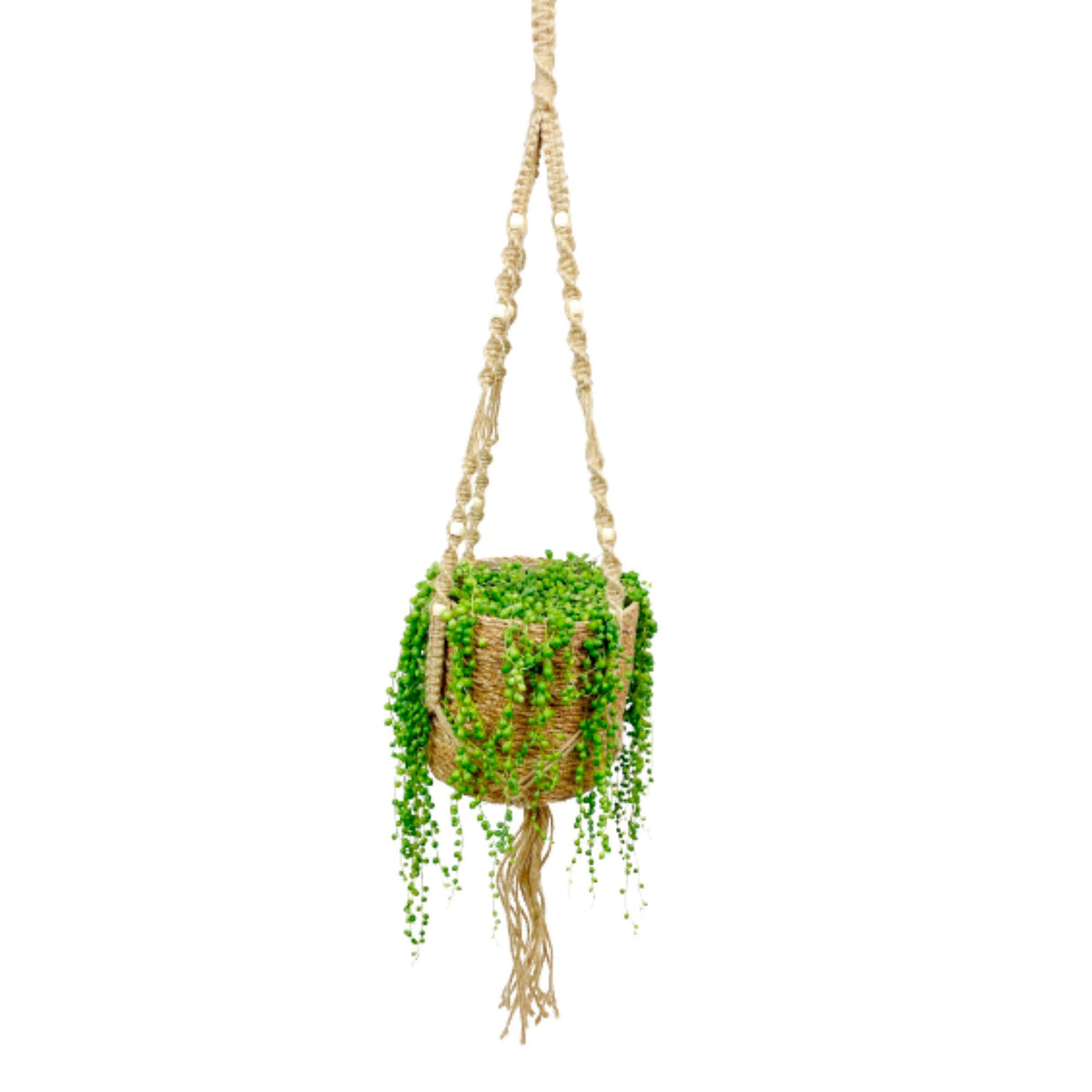 Pea plant Senecio rowleyanus with sea grass hanging pot