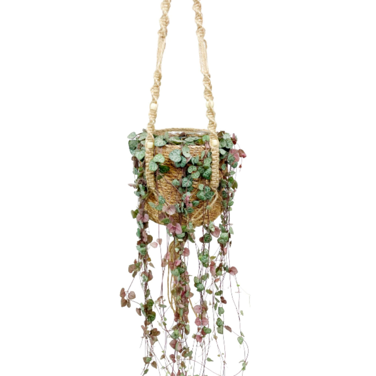 Chain of hearts Ceropegia woodii pink with brown hanging basket - Hanging plant