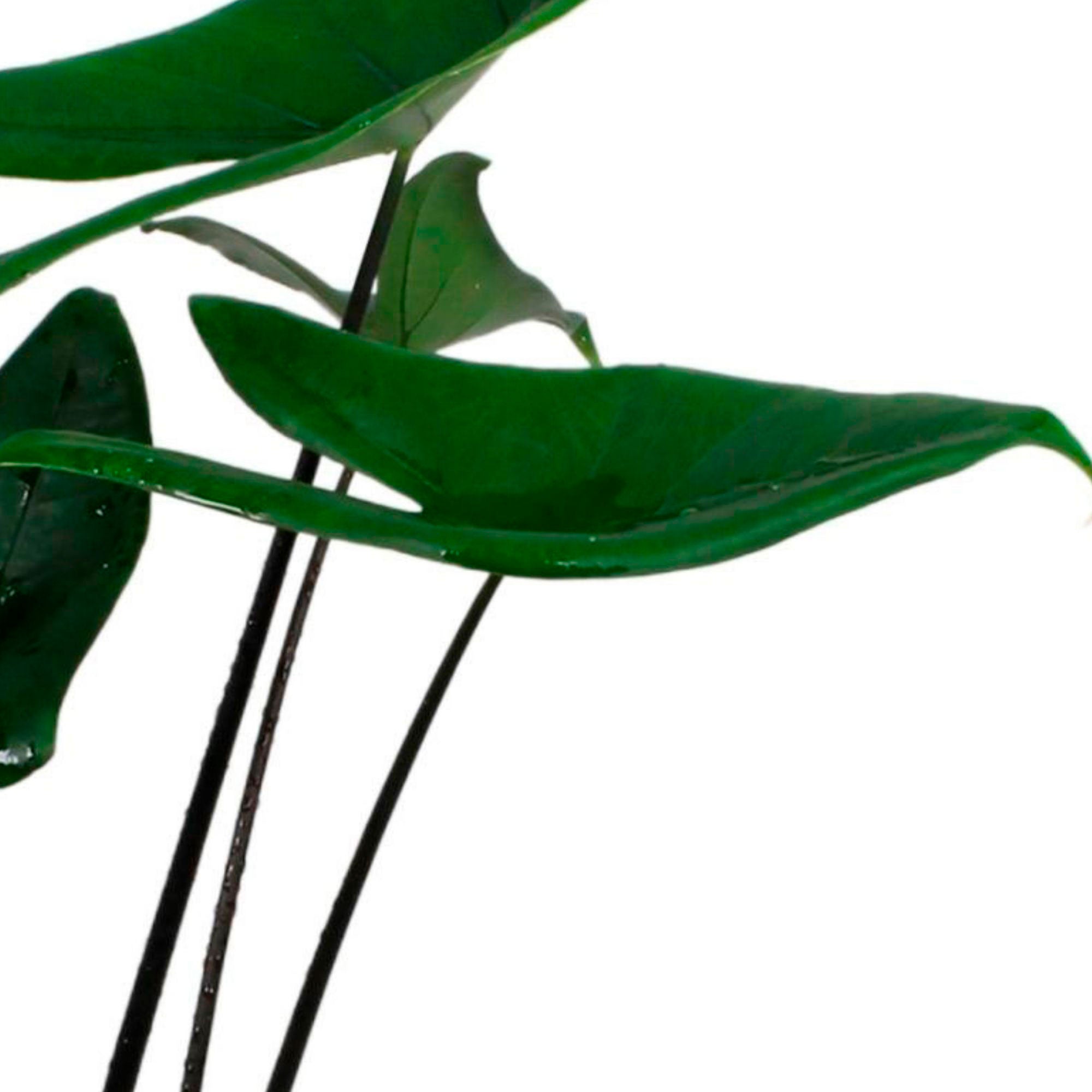 elephant ear plant with striped stem Buy house plants now Elephant's ear Alocasia zebrina Black Stem