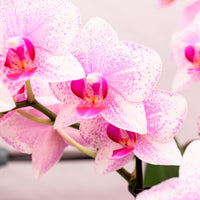 Butterfly Orchid Phalaenopsis 'Rotterdam' Pink