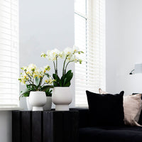 2x orchid Phalaenopsis — white set incl. 2x decorative white pots
