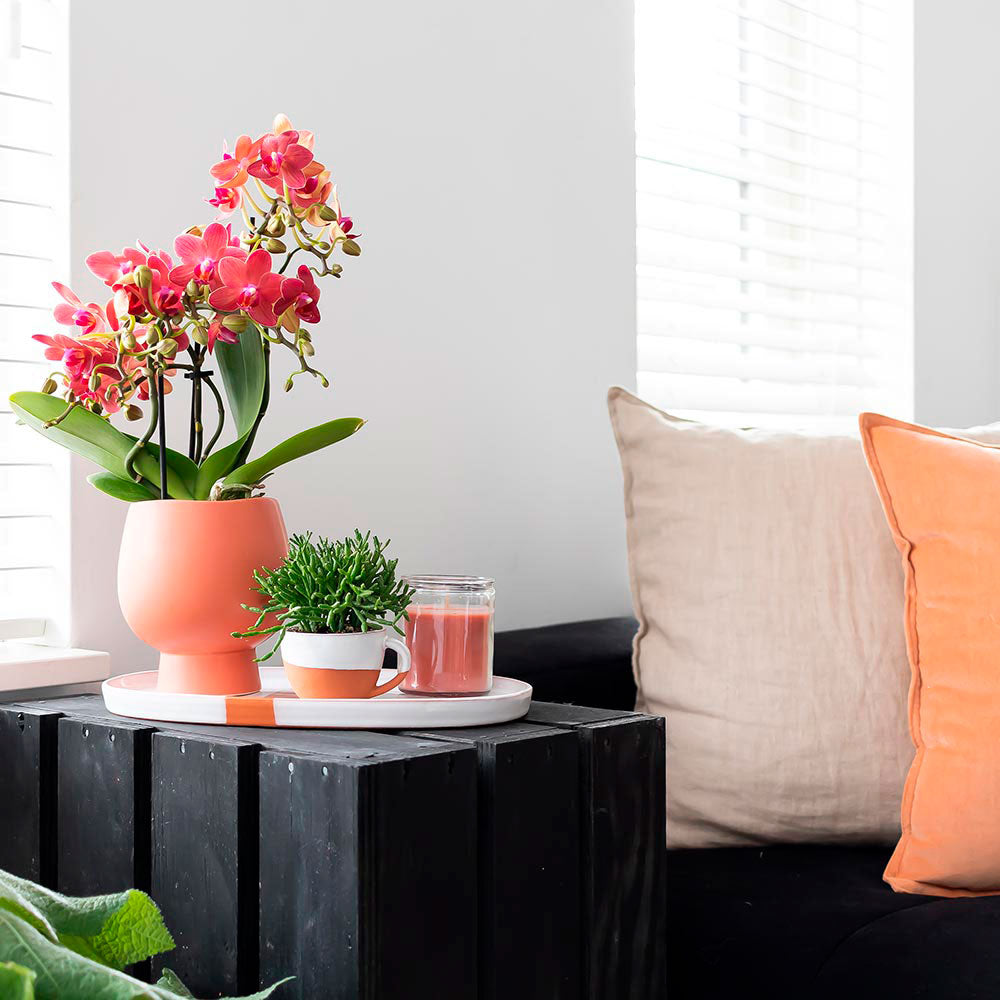 1x orchid Phalaenopsis + 1x Rhipsalis Prismatica orange-green incl. decorative terracotta pots