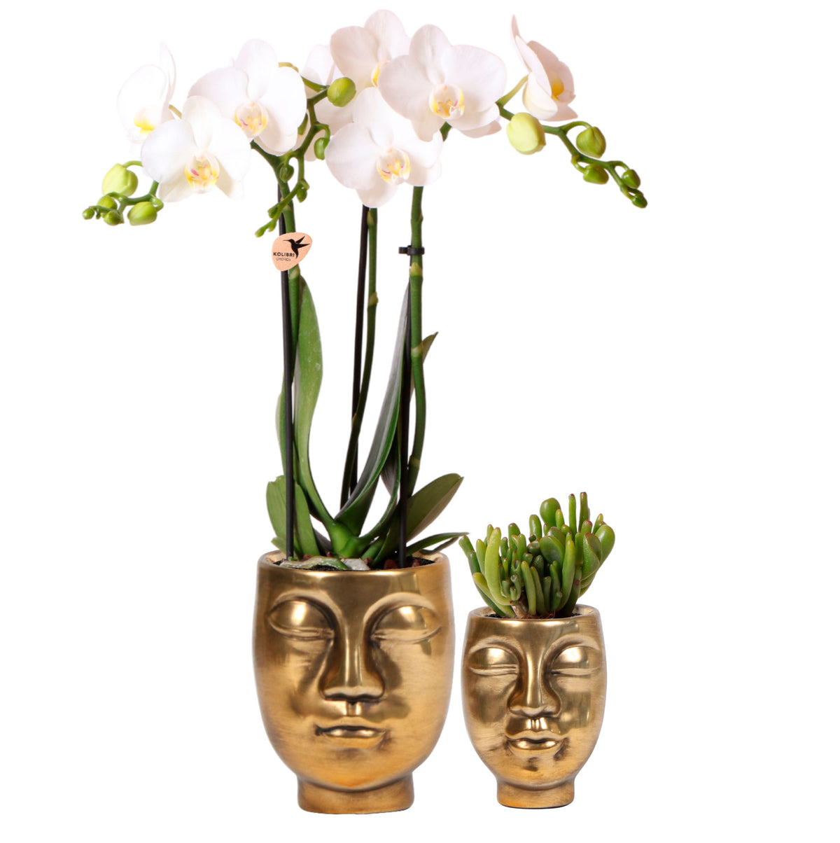 1x orchid Phalaenopsis + 1x succulent Crassula white-green incl. decorative gold pots