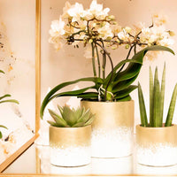1x orchid Phalaenopsis +1x succulent Crassula white-green incl. decorative gold pots