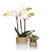 1x orchid Phalaenopsis +1x succulent Crassula white-green incl. decorative gold pots