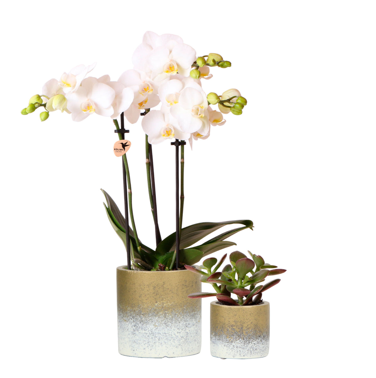 1x orchid Phalaenopsis +1x succulent Crassula white-green incl. decorative gold pots