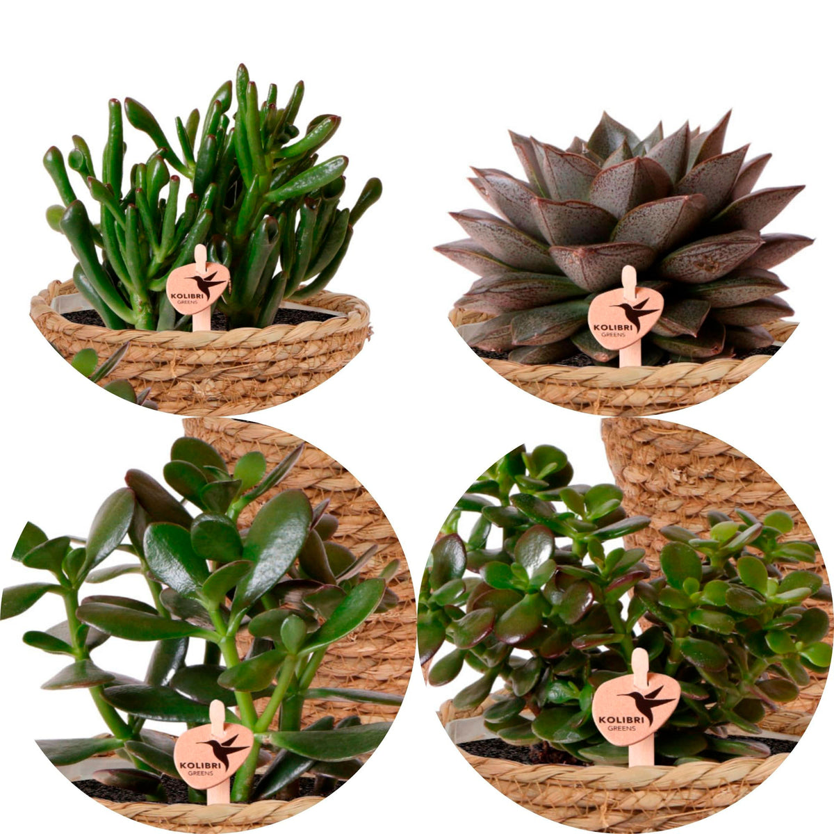 4x succulents — green set incl. baskets