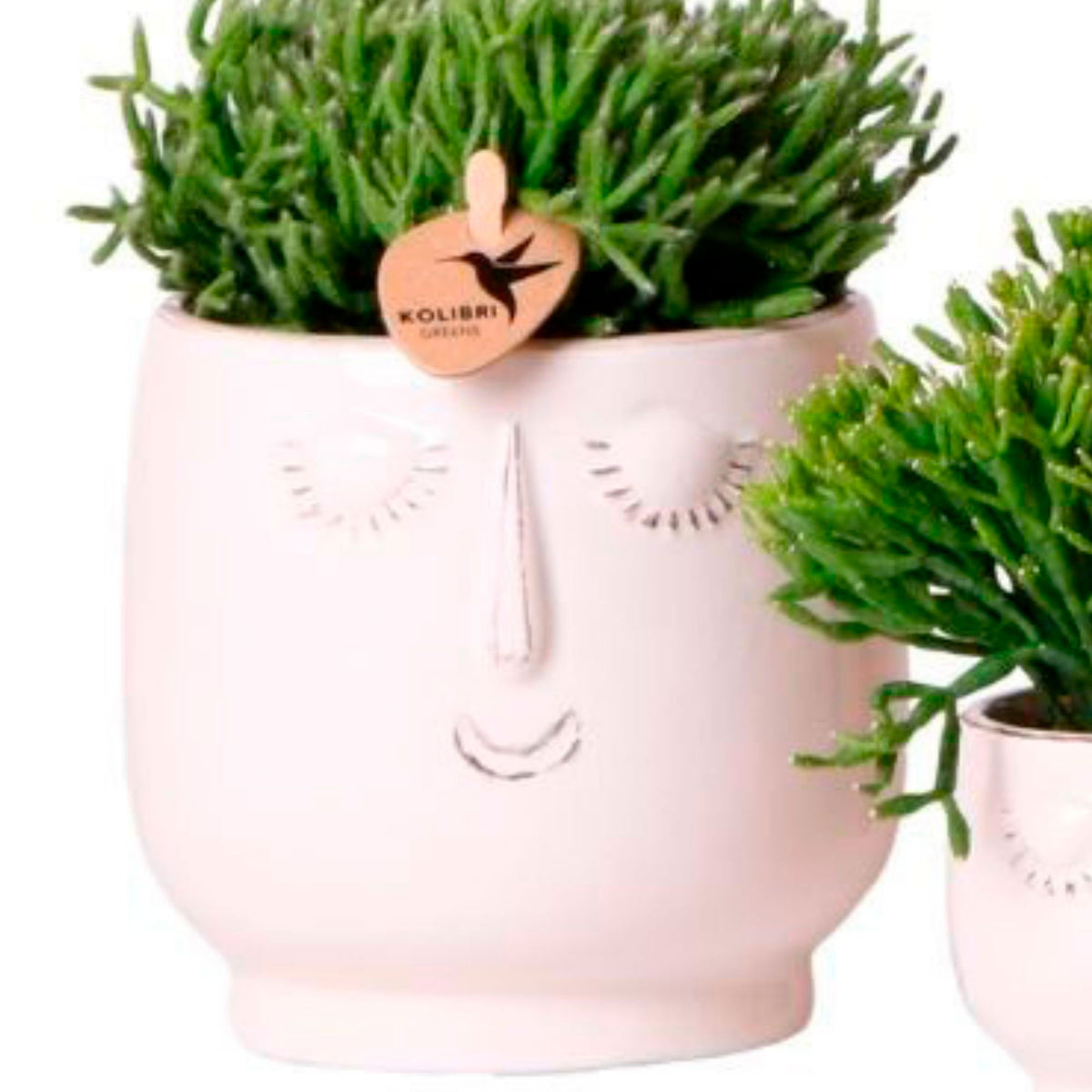 4x Rhipsalis — green set incl. white decorative pots and plant stand