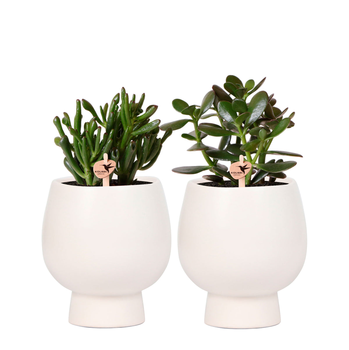 2x succulents — green set incl. decorative white pots