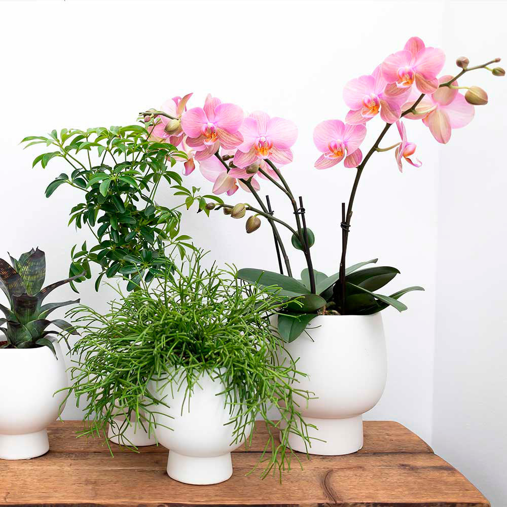 2x succulents — green set incl. decorative white pots