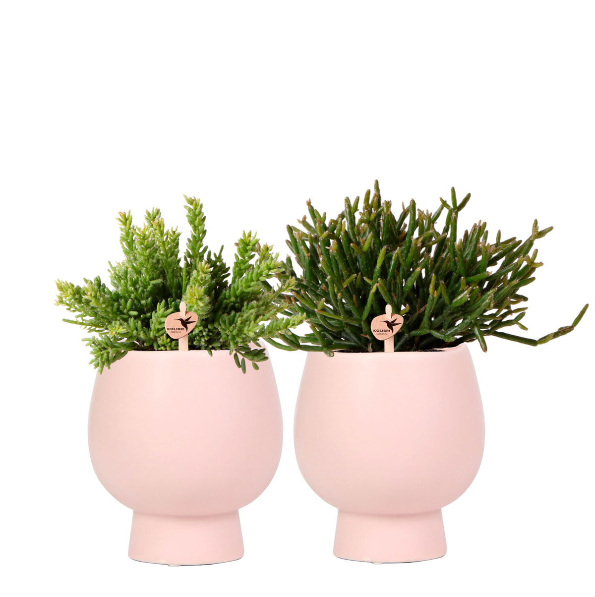 2x Rhipsalis — green set incl. decorative pink pots
