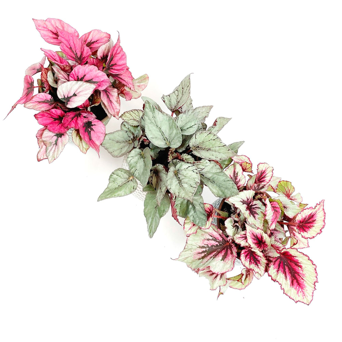 Painted-leaf Begonia