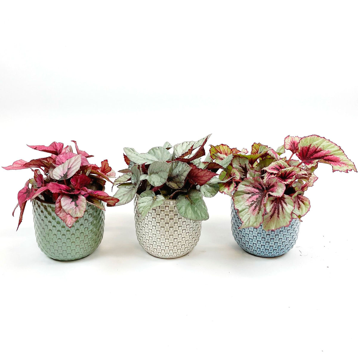Painted-leaf Begonia