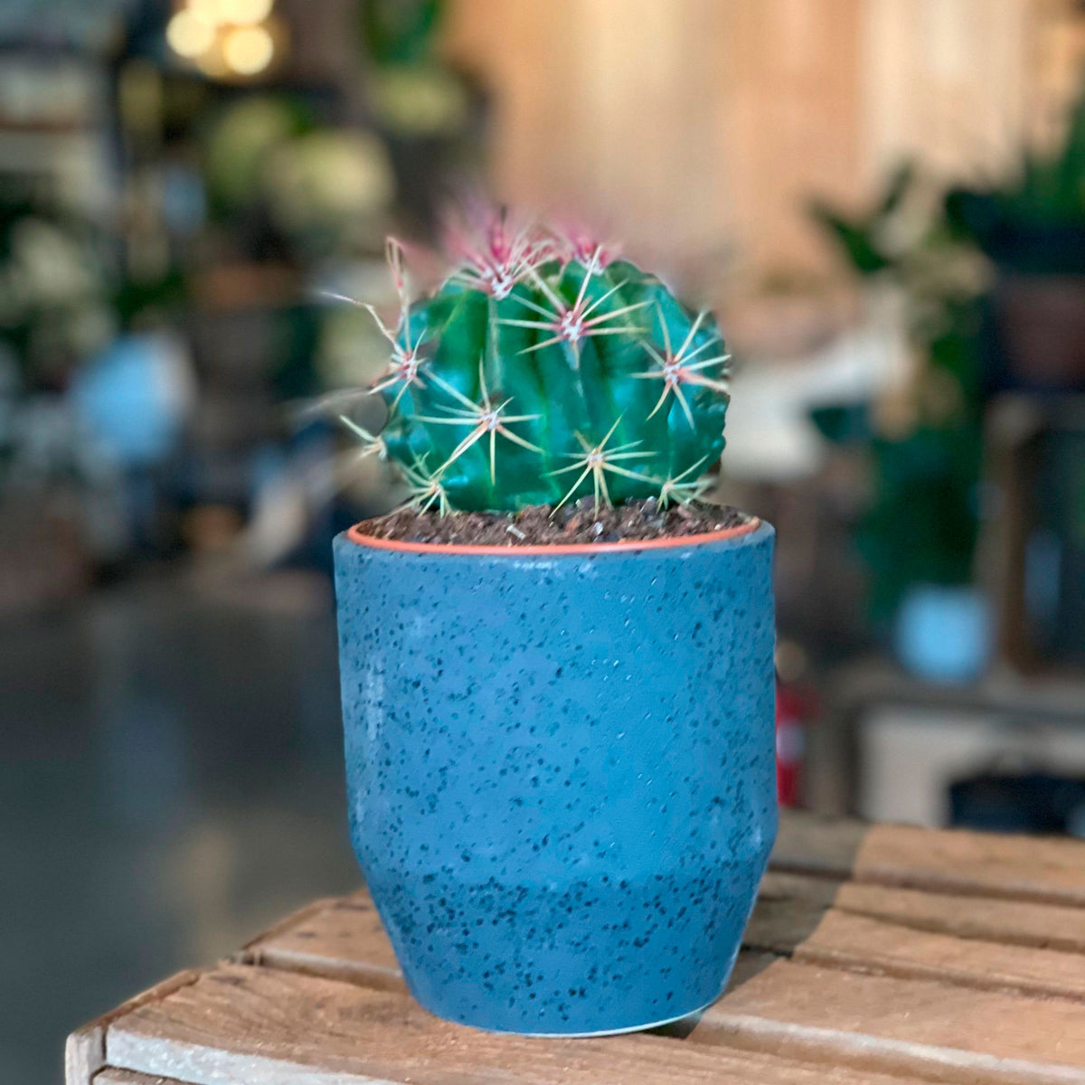 Fire Barrel Cactus Ferocactus stainesii