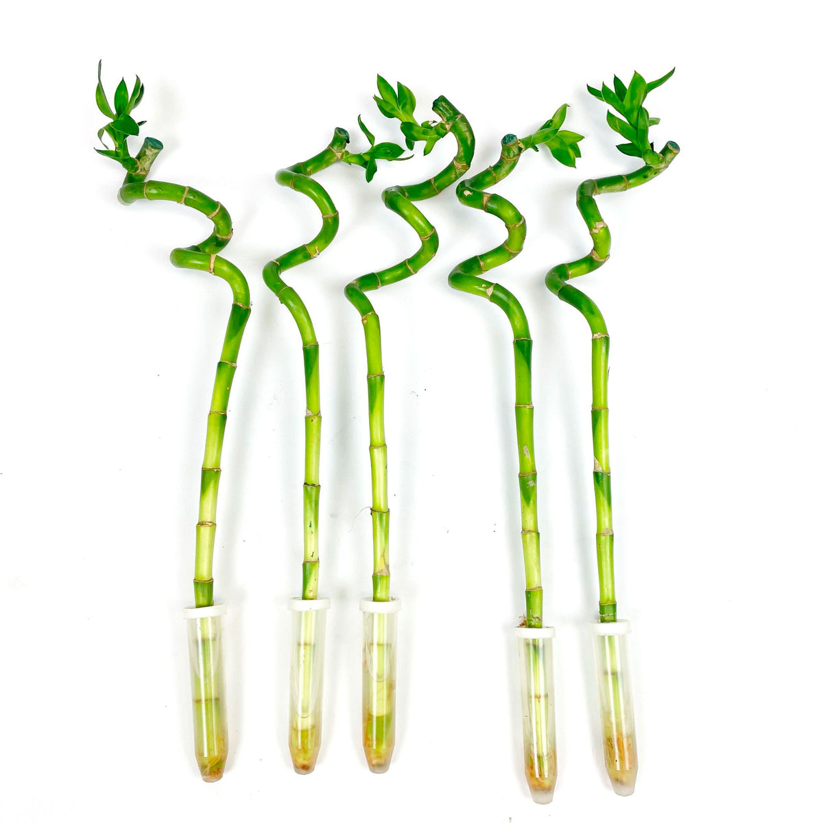 5x Dragon Tree Dracaena sanderiana