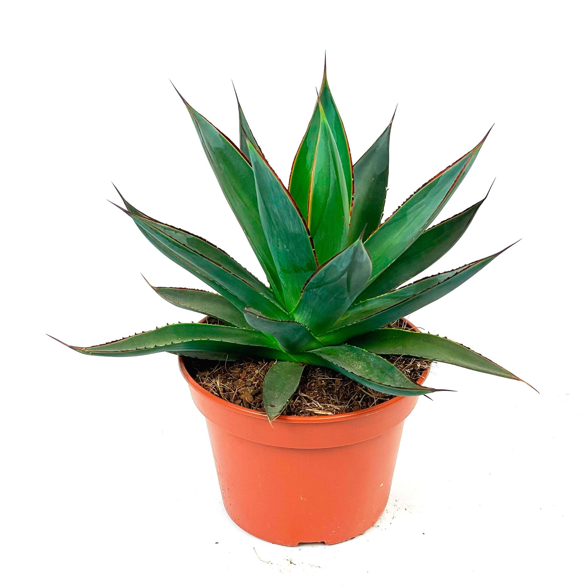 zulu sansevieria Buy house plants now Agave 'Shaka Zulu'
