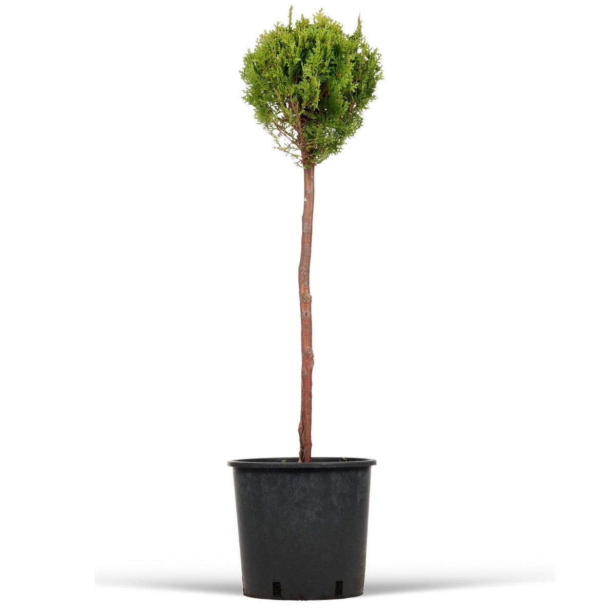 Chinese golden cedar 'Aurea Nana' Green-Yellow - Hardy plant