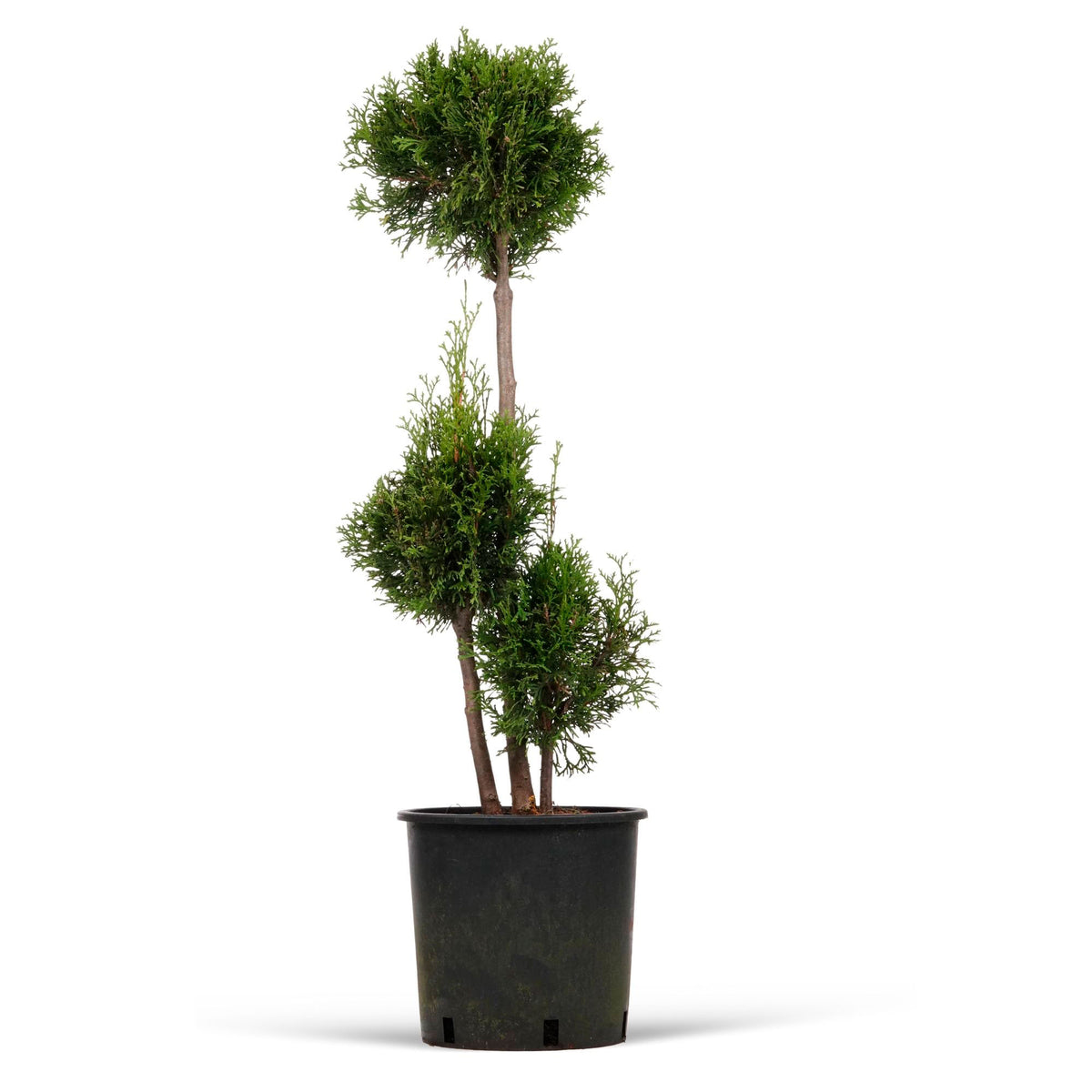 Thuja Cypress Thuja XL multiple bulbs - Hardy plant