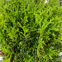 Thuja Cypress Thuja XL multiple bulbs - Hardy plant