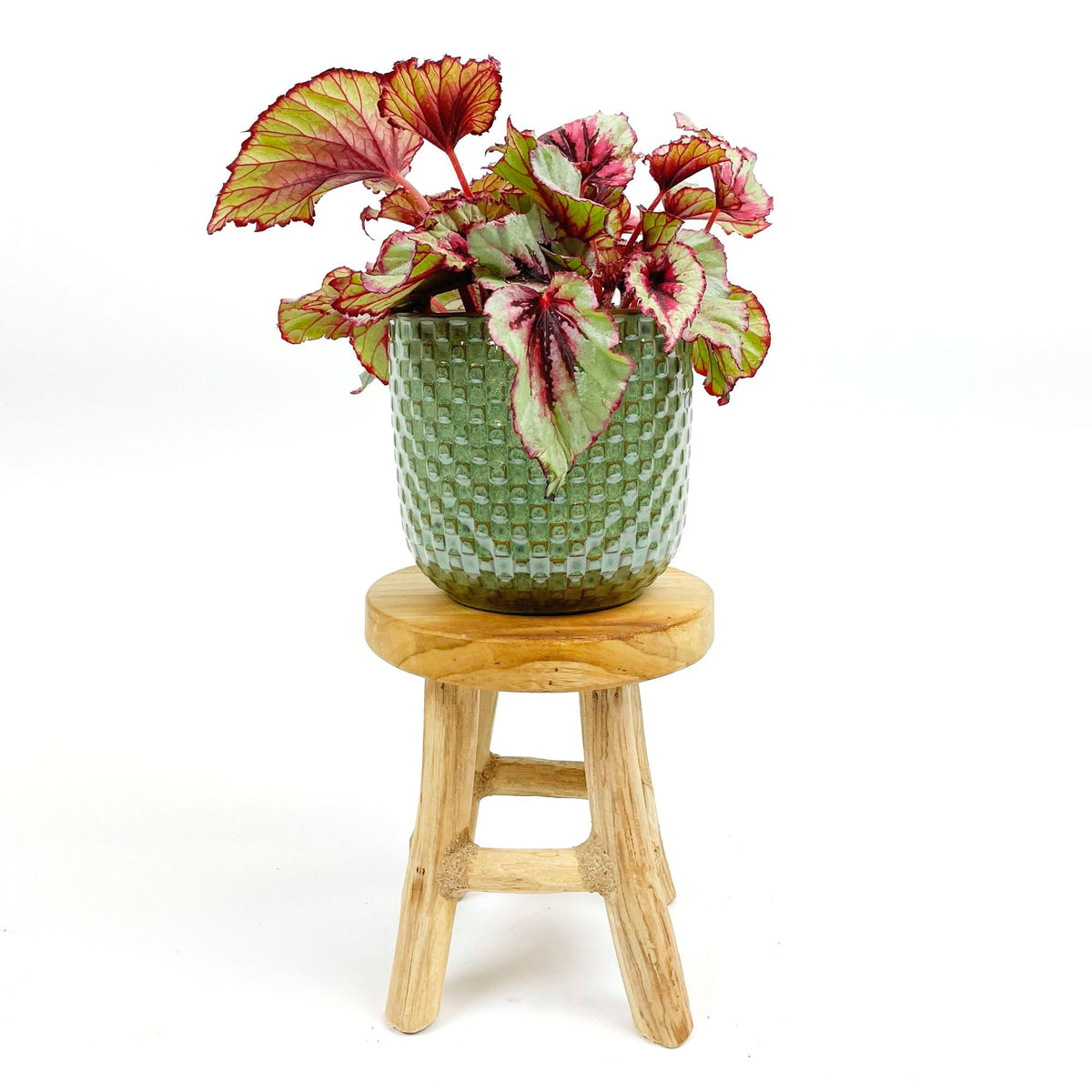 Painted-leaf Begonia 'Asian Tundra' incl. decorative pot and stool