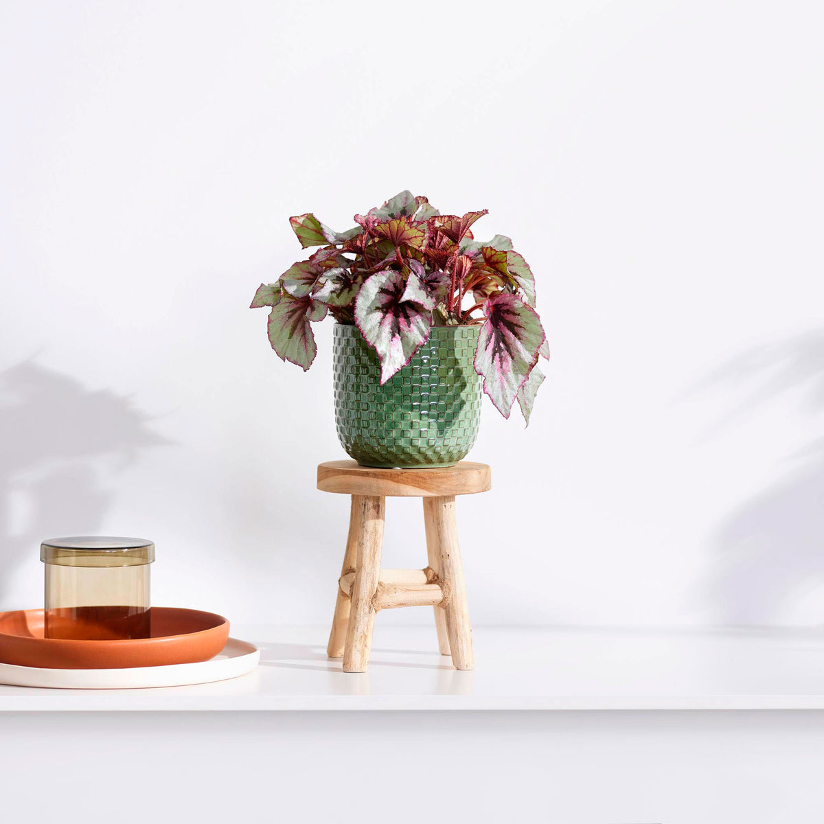 Painted-leaf Begonia 'Asian Tundra' incl. decorative pot and stool
