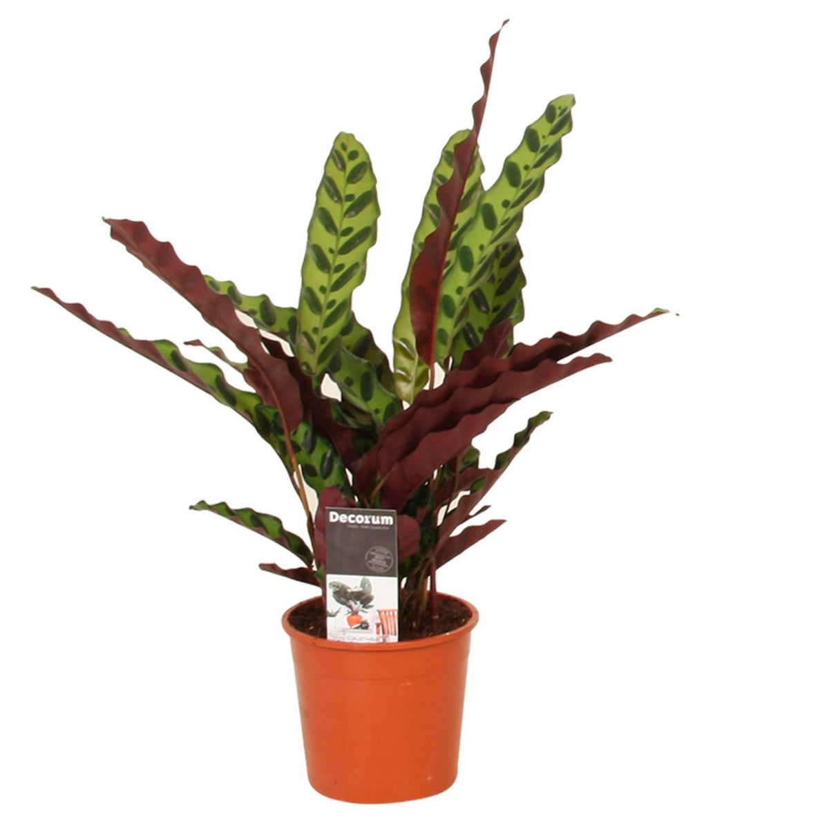 Rattlesnake Plant Calathea lancifolia 'Insigne'