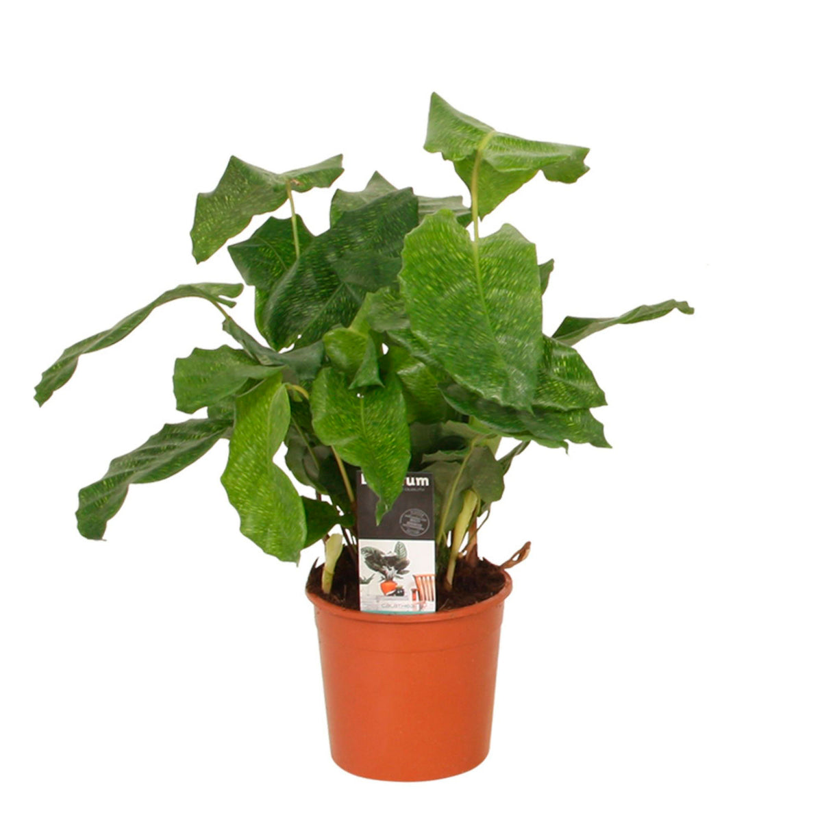 Prayer Plant Calathea 'Network'