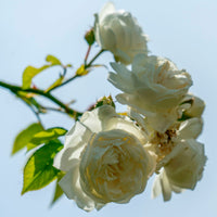 3x Climbing Rose Rose Rosa 'Direktor Benschop'® White - Bare rooted - Hardy plant