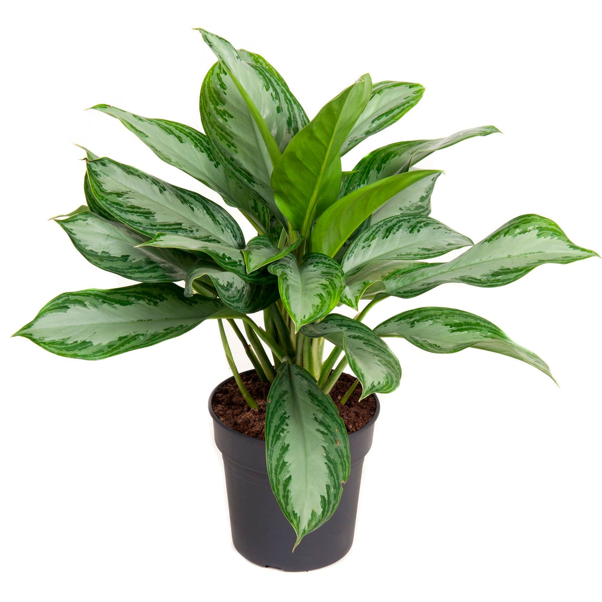 Chinese evergreen Aglaonema 'Silver Bay' grey-green