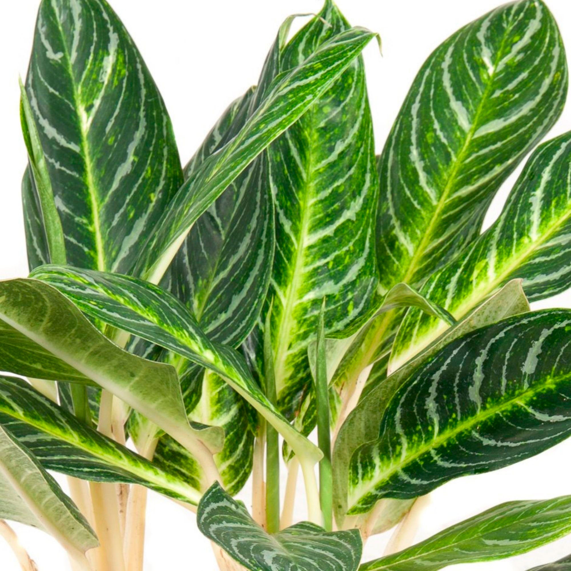 key lime aglaonema Chinese evergreen Aglaonema commutatum 'Key Lime' green-yellow