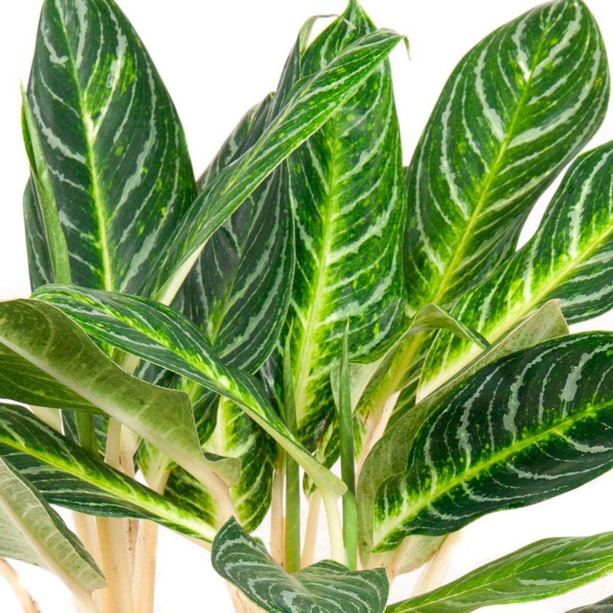 Chinese evergreen Aglaonema commutatum 'Key Lime' green-yellow