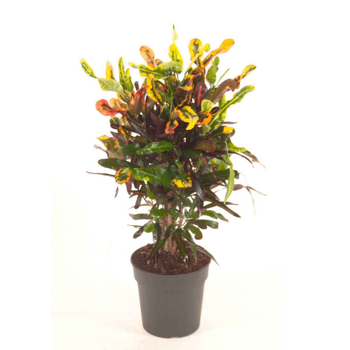 Croton Codiaeum 'Mammi'