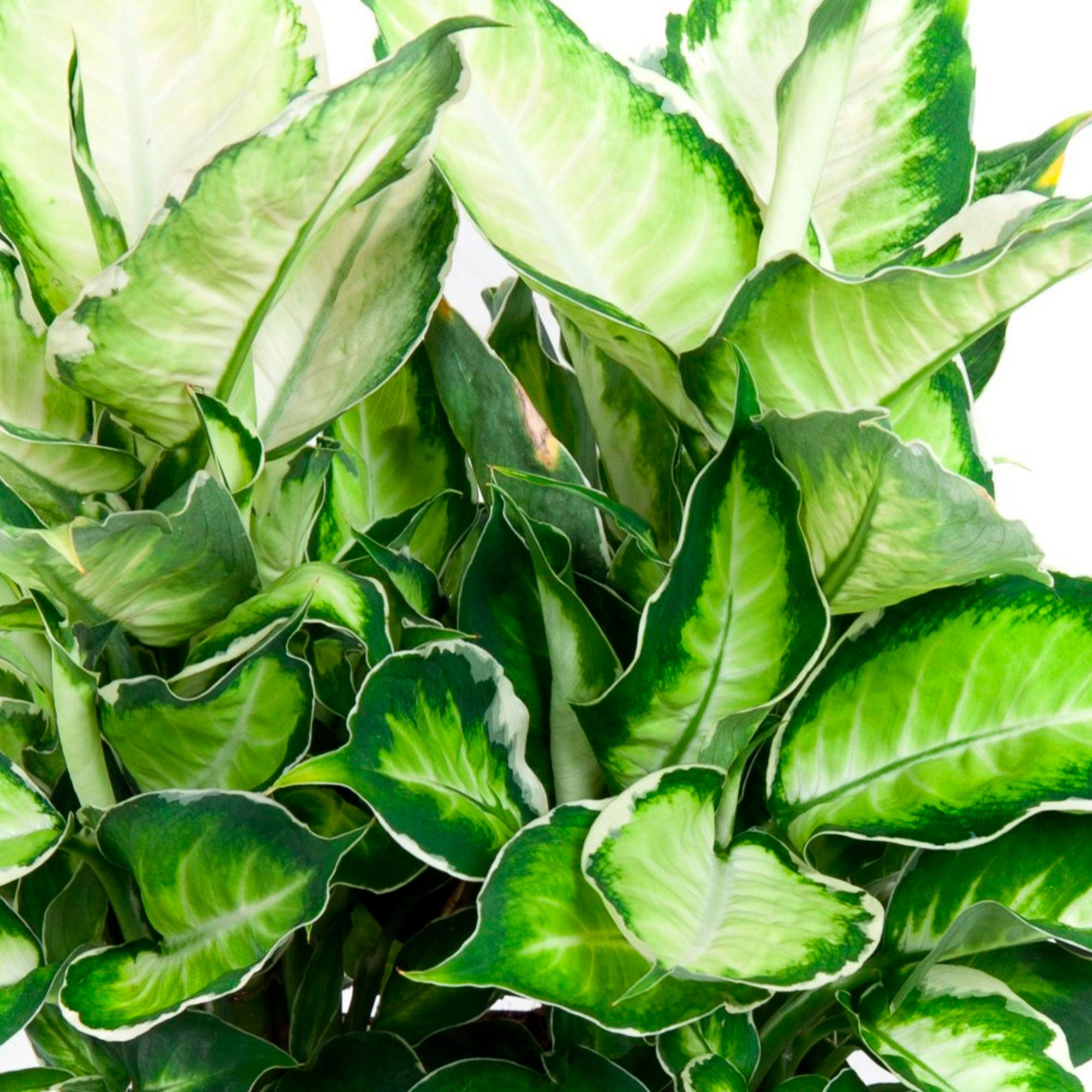 dieffenbachia cool beauty Buy house plants now Dumb cane Dieffenbachia seguine 'Cool Beauty' multi-coloured 'Cool Beauty'