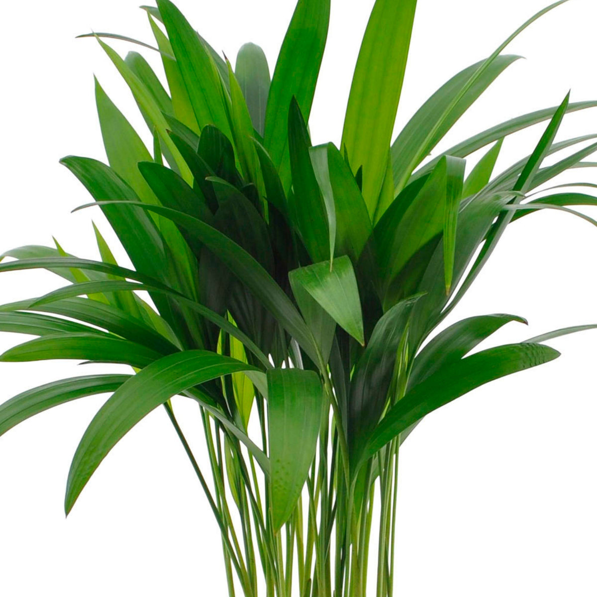 Areca palm Dypsis lutescens incl. blue decorative pot