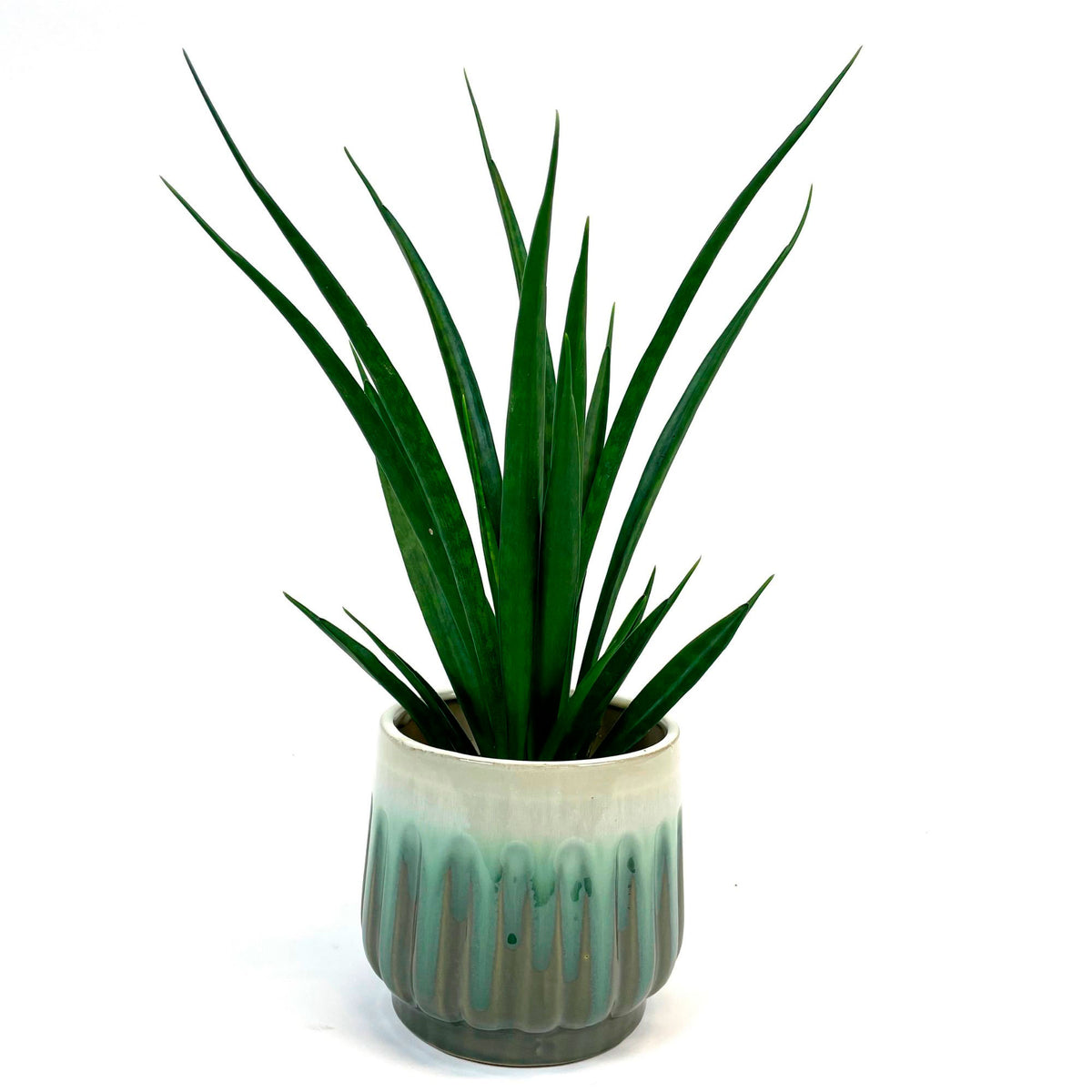 Snake plant Sansevieria 'Friends' incl. blue decorative pot