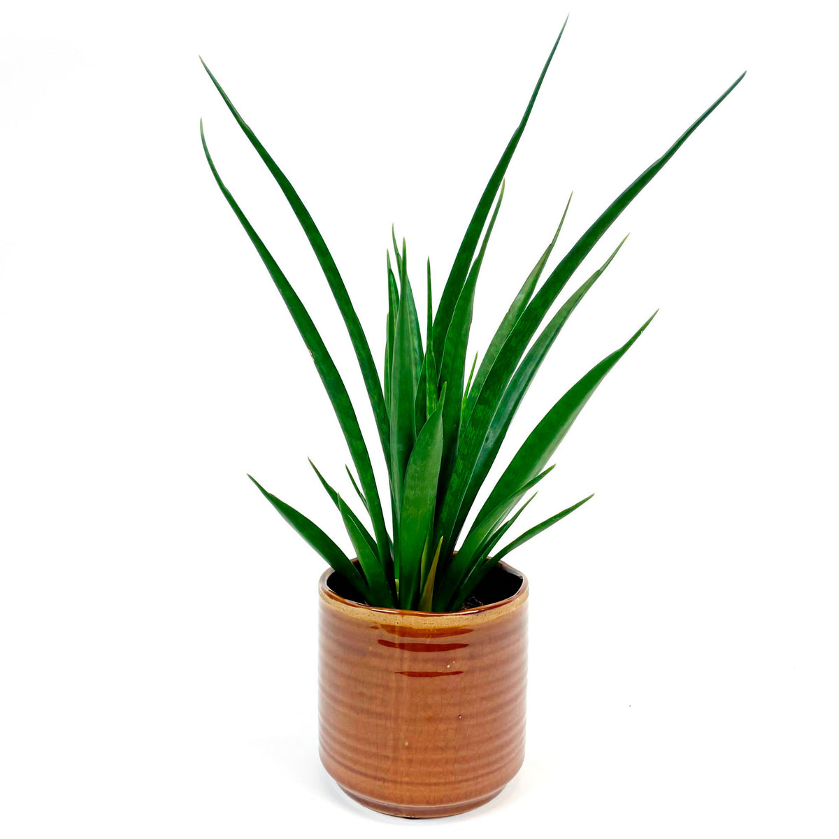 Snake plant Sansevieria 'Friends' incl. brown decorative pot