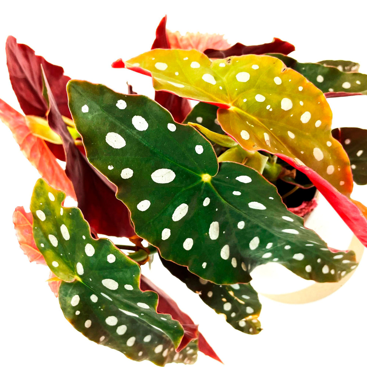Polka Dot Begonia maculata incl. decorative pot