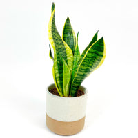 Snake plant Sansevieria 'Futura Superba' incl. decorative white pot
