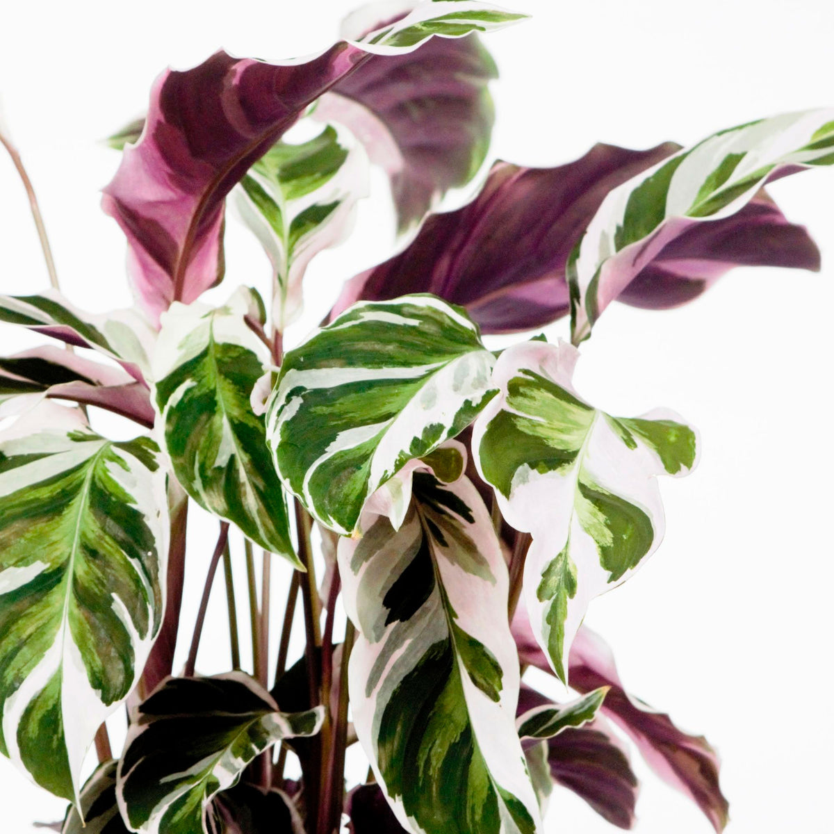 Prayer Plant Calathea 'Fushion White'