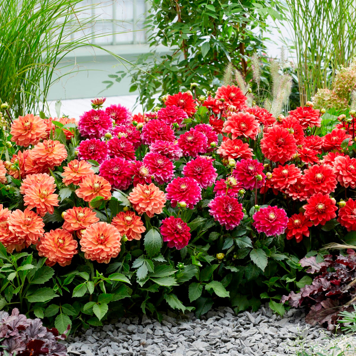 Dahlia Mix Orange-Red-Pink