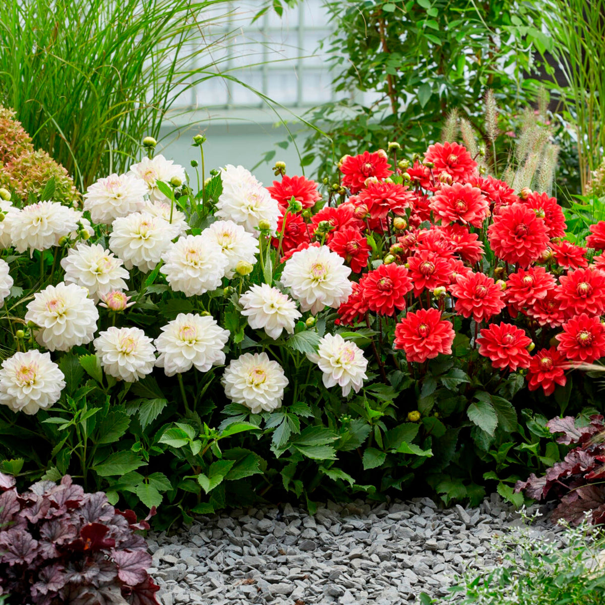 Dahlia — Mix 'Go Go Border' White-Pink