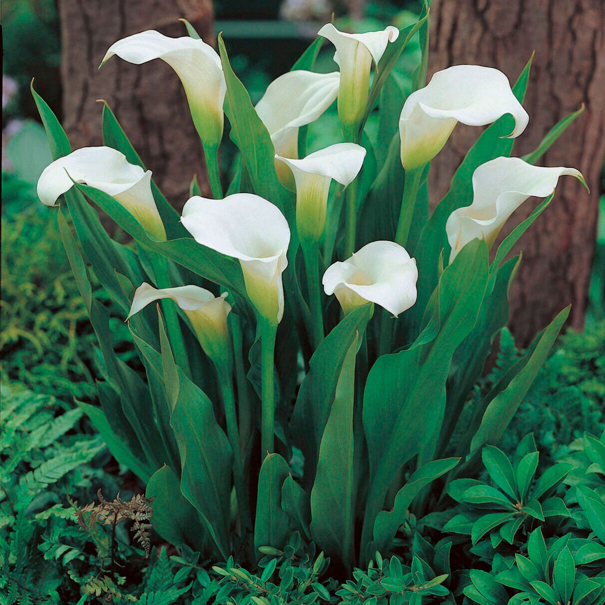 2x Calla lily (Zantedeschia Calla) White
