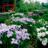 3x Japanese iris (ensata) — Mix  'Elegant Flowers' — Purple-blue-white - Hardy plant