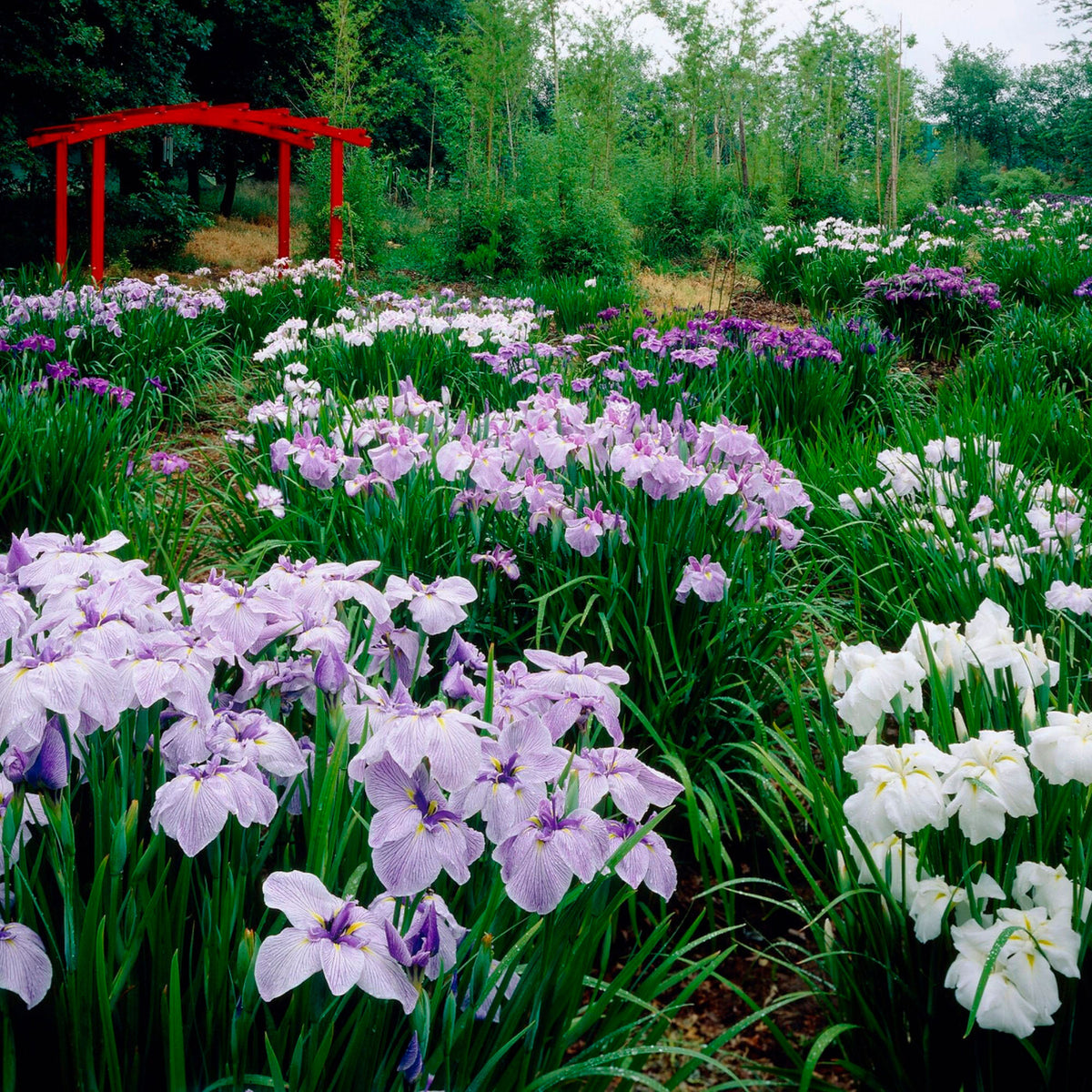 3x Japanese iris (ensata) — Mix 'Elegant Flowers' — Purple-blue-white - Hardy plant