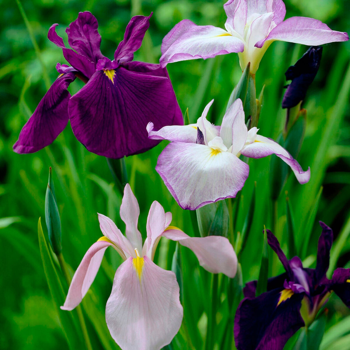 3x Japanese iris (ensata) — Mix 'Elegant Flowers' — Purple-blue-white - Hardy plant