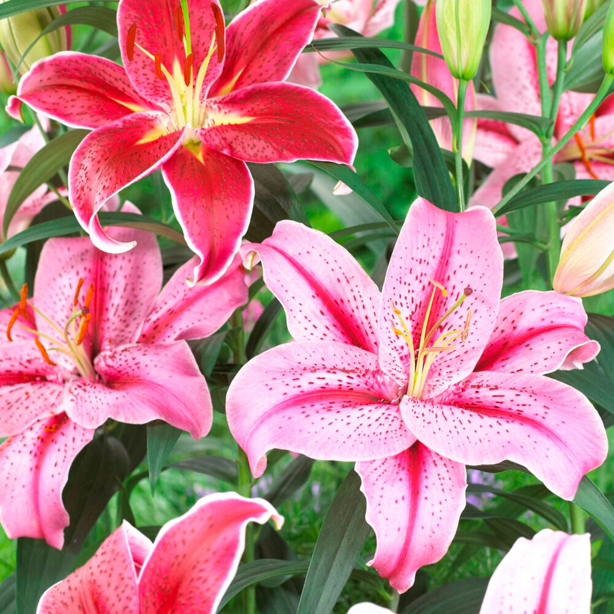 10x Lily (Lilium) Mix 'Garden Flowers' Pink-Red - Hardy plant